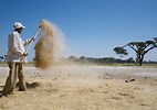 farmer winnowing on his threshing floor